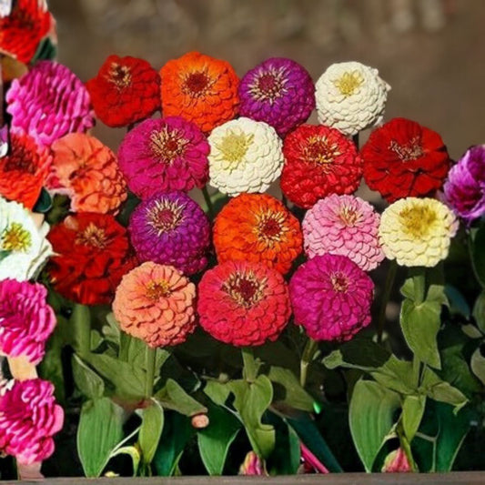 Zinnia elegans Seeds 100+ Pack Bright Colors Garden Flower Seeds Easy Grow Annuals Live Plant Cutting