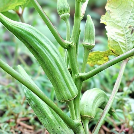 Heirloom Okra Seeds Clemson Variety Non-GMO Organic Vegetable Seeds Live Plant Cutting Bare Root Starter Plant