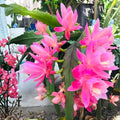 Epiphyllum 'Mr. P.' Orchid Cactus Rooted Cutting, Rare Indoor Houseplant, Unique Succulent for Collectors, Gardeners