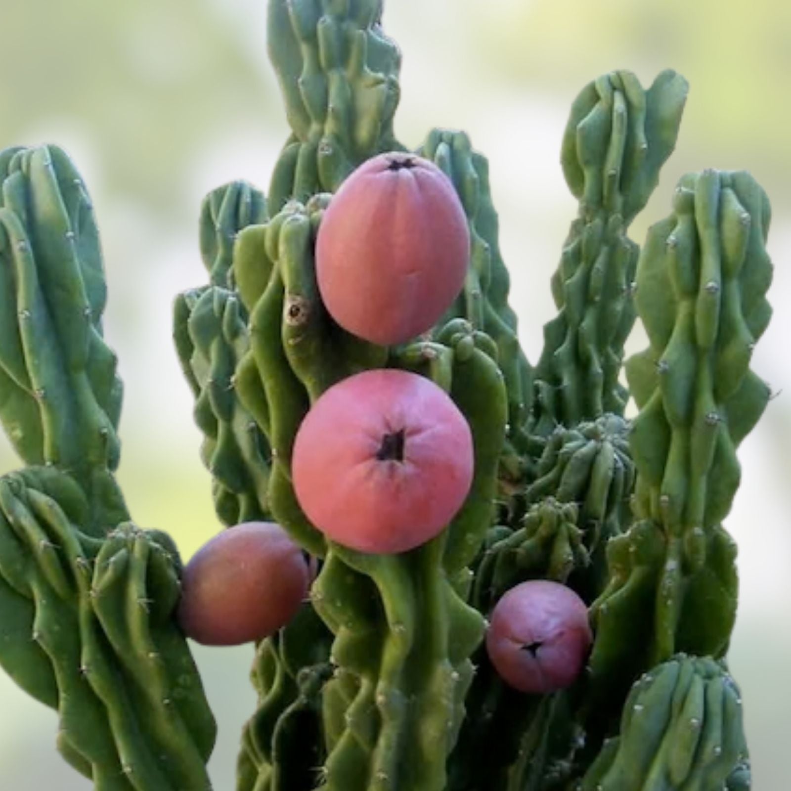 Cereus Peruvianus Seeds 100 Pack - Peruvian Apple Cactus Rare Succulent Planting Seeds - Fast Shipping