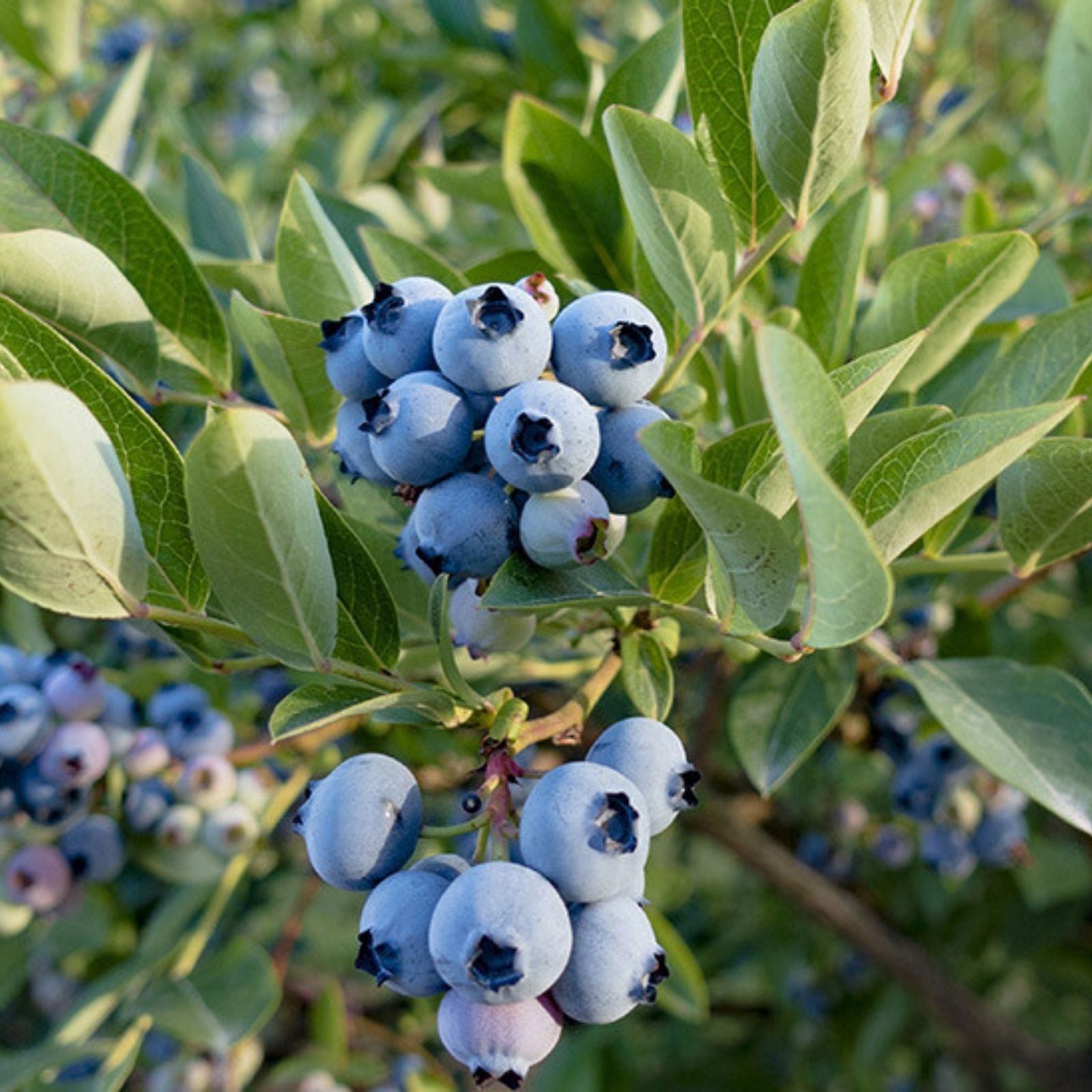 Blueberry Plant Razz Variety Live Starter Vaccinium corymbosum Northern Highbush 6-12" Zone 4-9