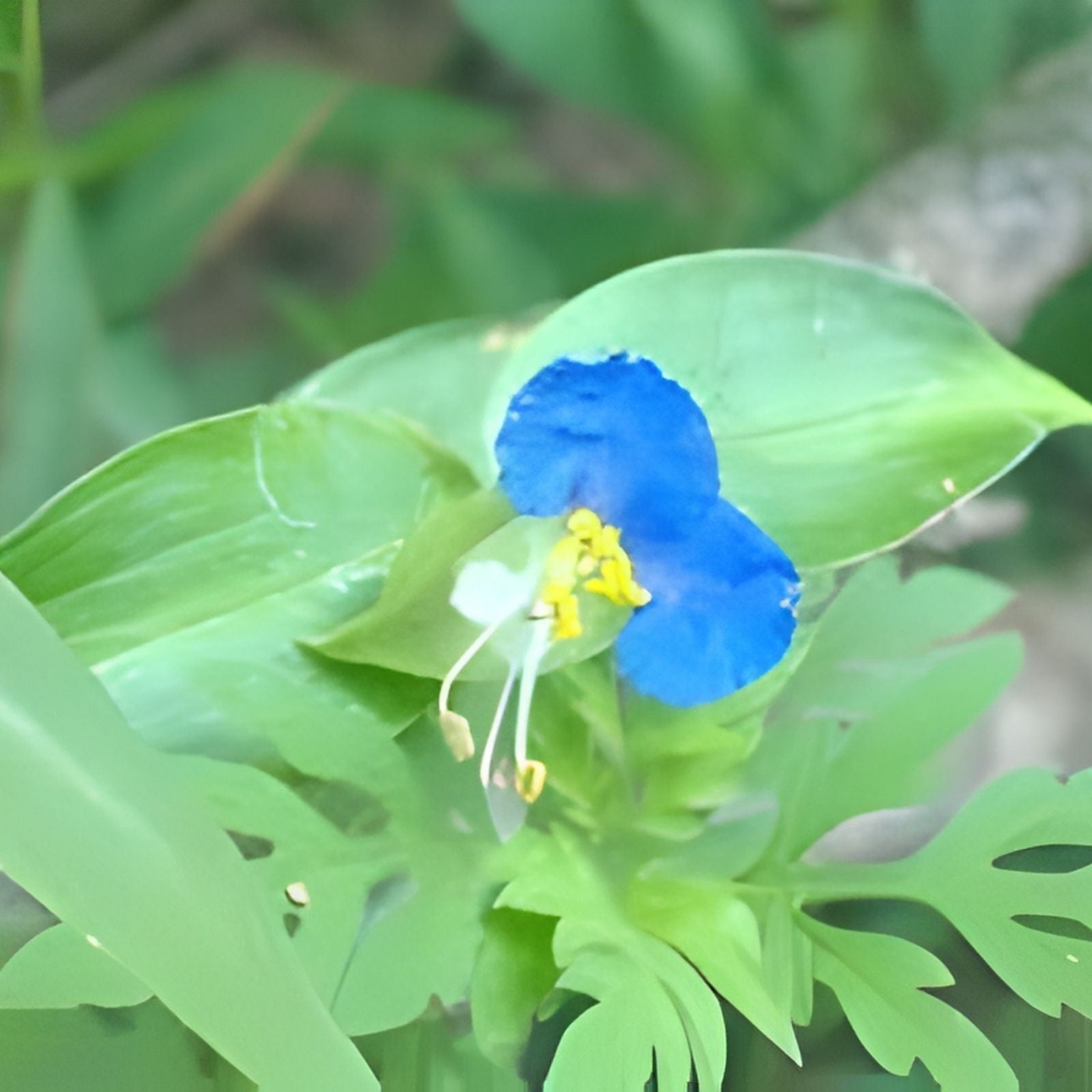 Commelina Diffusa Live Plant Cuttings 15 pcs 7" Ground Cover Tropical Perennial No Soil Houseplant