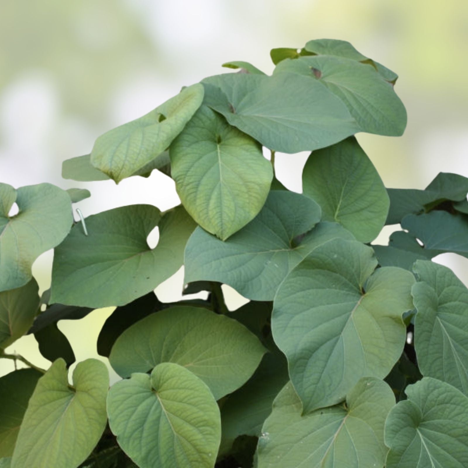 Rooted Piper auritum Mexican Pepperleaf Herb Plant Live Perennial Starter Herb Houseplant