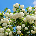 Viburnum opulus Roseum Cutting | 5 Rooted Plugs | Flowering Shrubs for Garden Landscaping Hedging