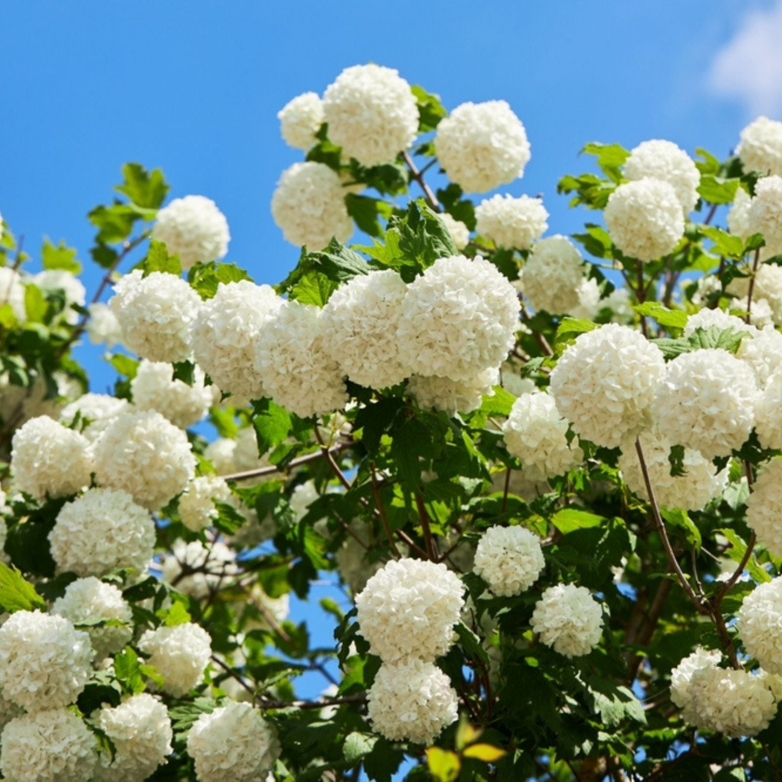 Viburnum opulus Roseum Cutting | 5 Rooted Plugs | Flowering Shrubs for Garden Landscaping Hedging