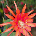 Epiphyllum Cuttings 8-10 Inches Glow Bug Epicactus Succulent Cactus Houseplant Propagation Bare Root Starter Plant
