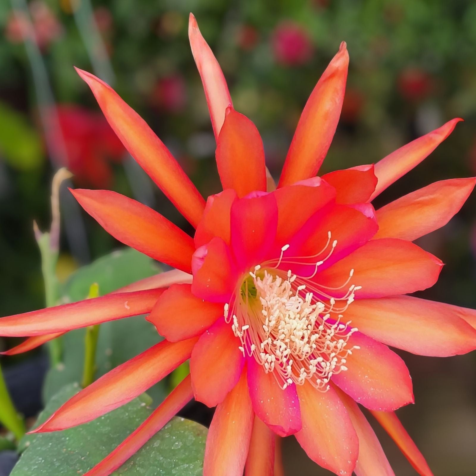 Epiphyllum Cuttings 8-10 Inches Glow Bug Epicactus Succulent Cactus Houseplant Propagation Bare Root Starter Plant