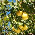 Pear Tree Cuttings Pyrus communis Organic Live Plant Starter 10in Bare Root Gardening