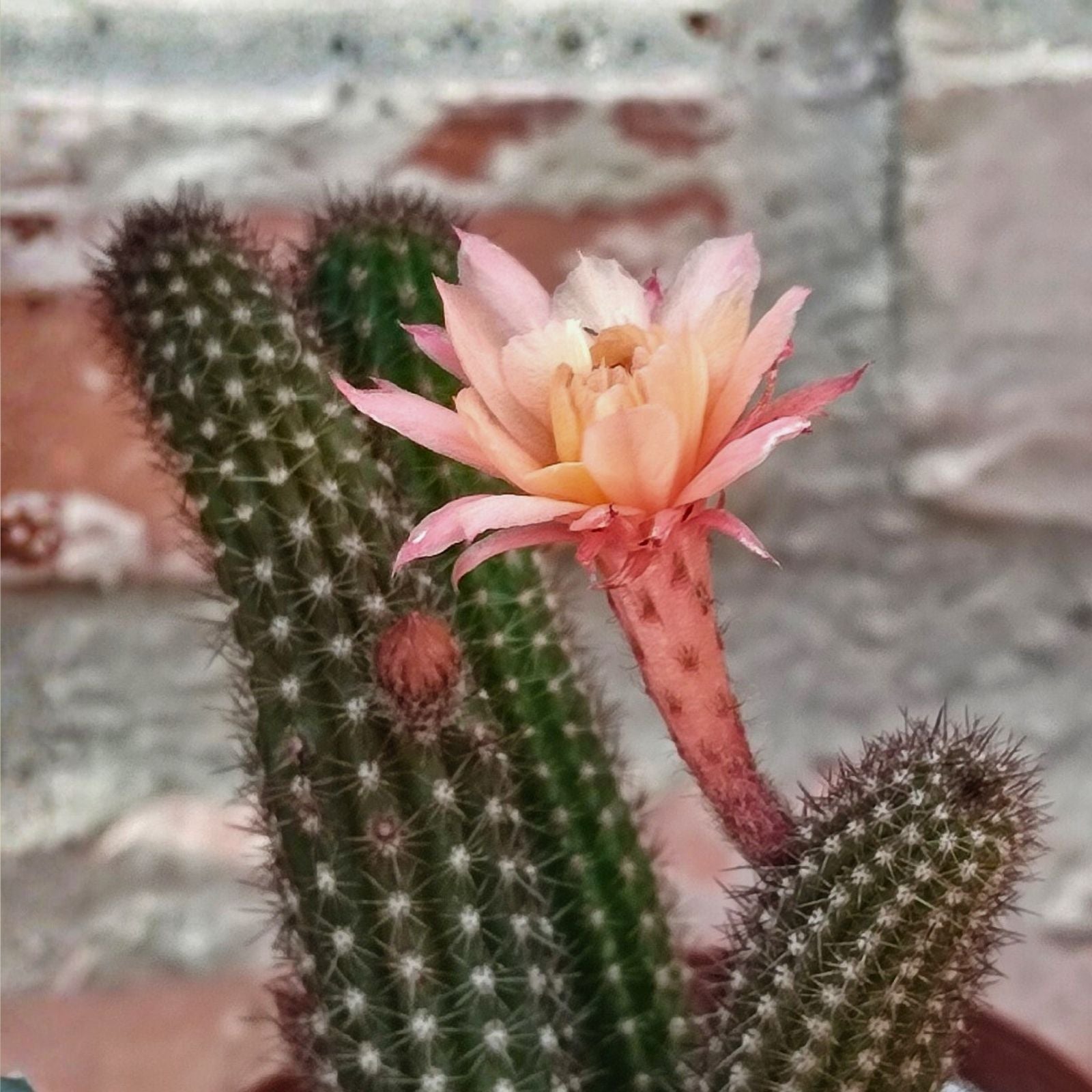 Hildewintera Aurespina Hybrid Cactus Cuttings Amethyst Cleistocactus Live Plant Propagation