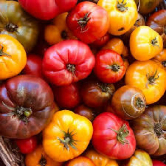 Organic Tomato and Pepper Seeds – Heirloom Non-GMO Live Plant Cuttings, Starter Plants, Bare Root for Gardening – BloomHavenNursery