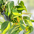 Brazilian Pothos Plant Variegated Cordatum Hederaceum Live Indoor Houseplant Low Light Rooted Cutting