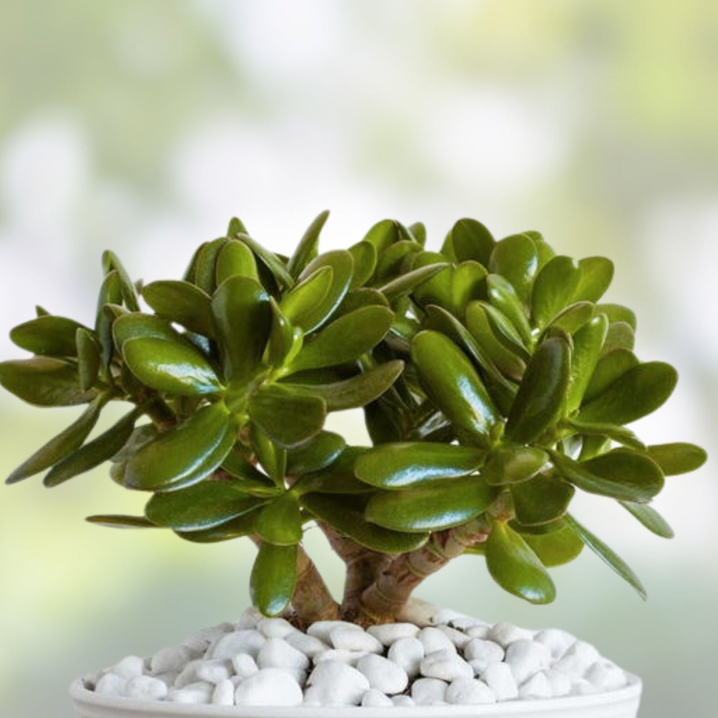 Jade Plant Cuttings Crassula ovata Live Succulent Starter Plant Indoor Houseplant