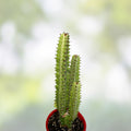African Milk Tree Cutting Trigona Green Succulent Live Indoor Plant Easy Care Home Decor Gift