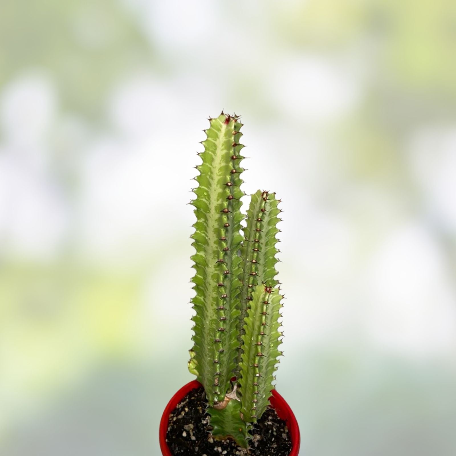African Milk Tree Cutting Trigona Green Succulent Live Indoor Plant Easy Care Home Decor Gift