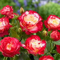 Double Delight Rose Bush 1-2' Hybrid Tea Live Plant Fragrant White Red Blooms