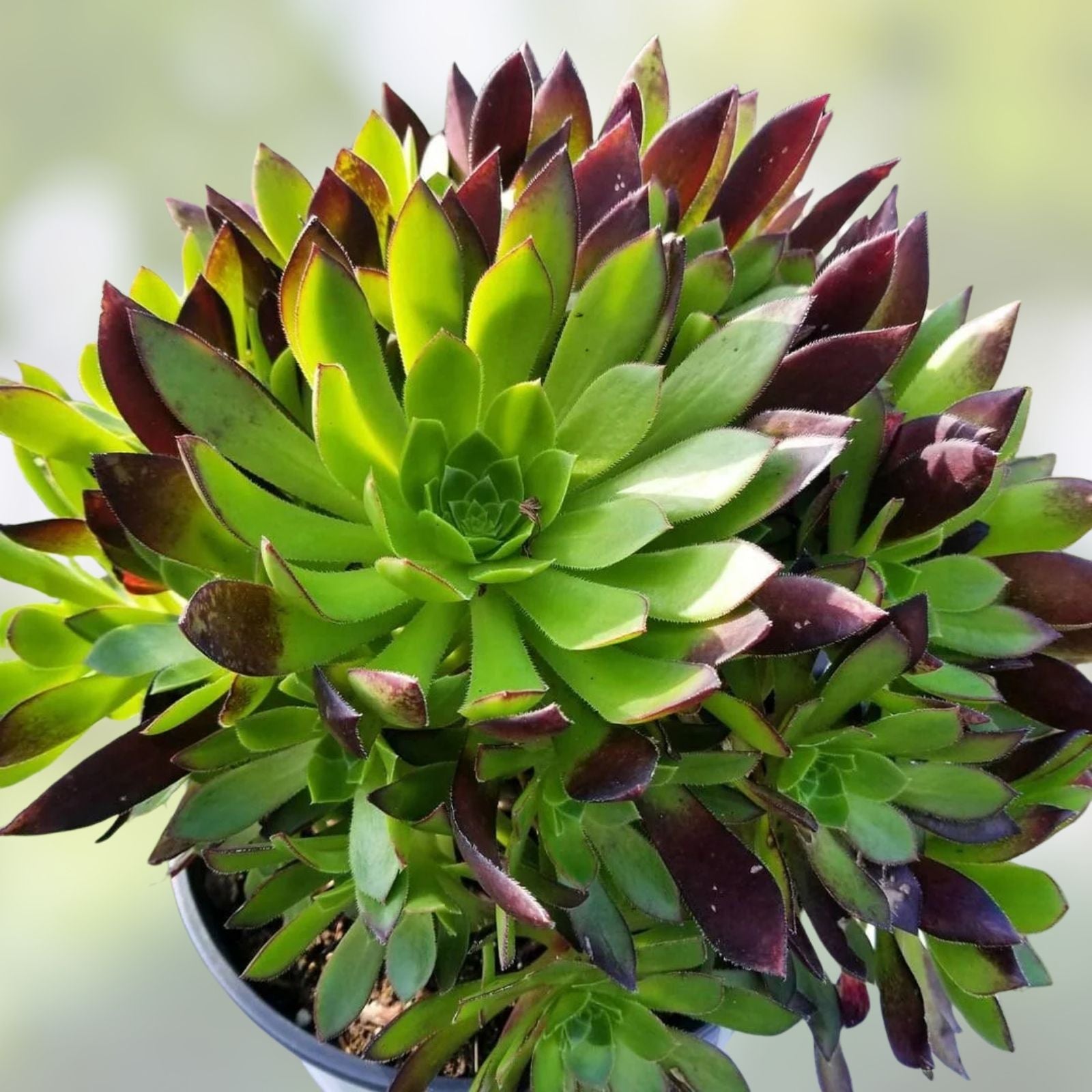 Aeonium Merlot Succulent Cuttings 2" or 4" Pot Purple Green Houseplant Indoor Gardening