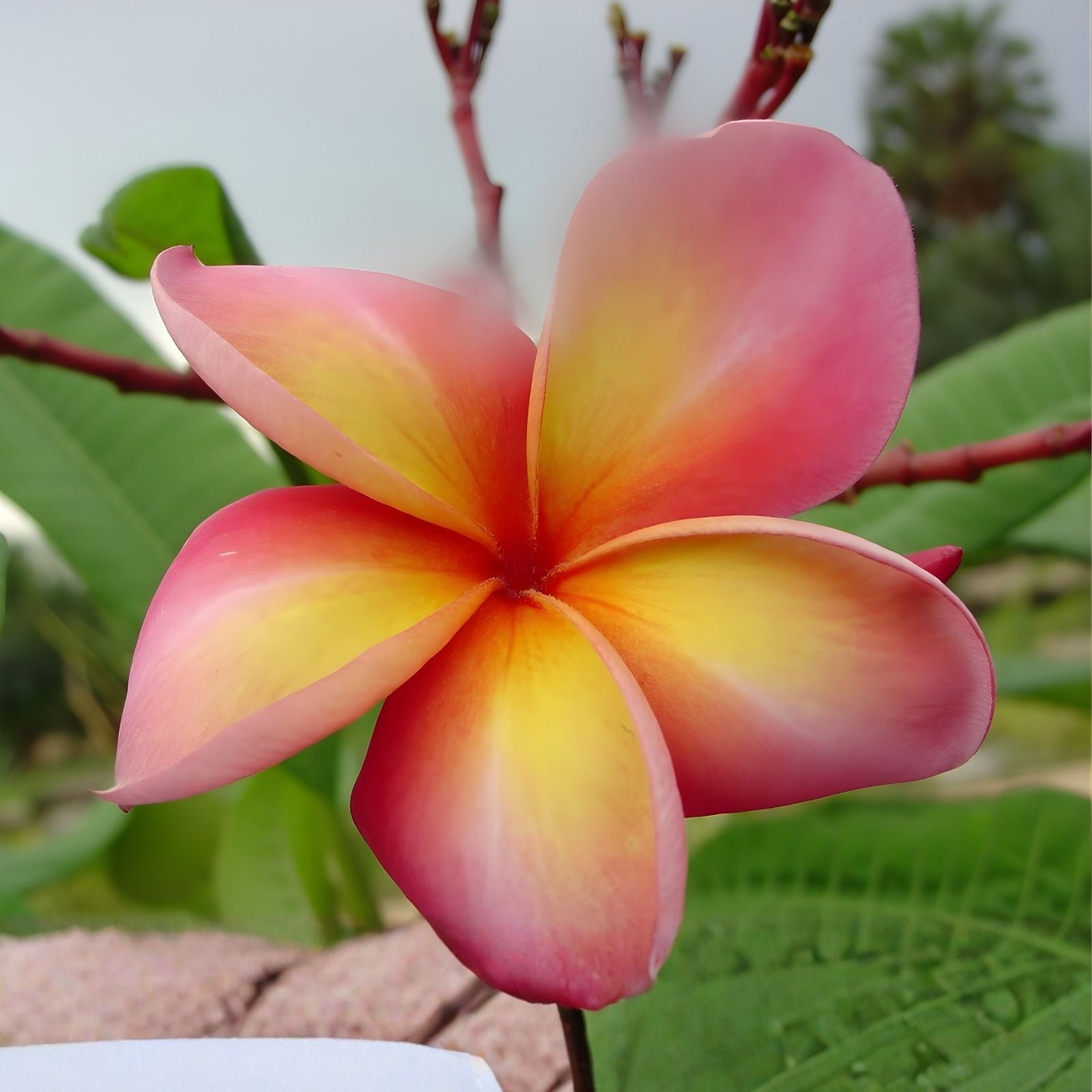 Polynesian Sunset Plumeria Cutting Tropical Flowering Plant Live Houseplant Garden Decor