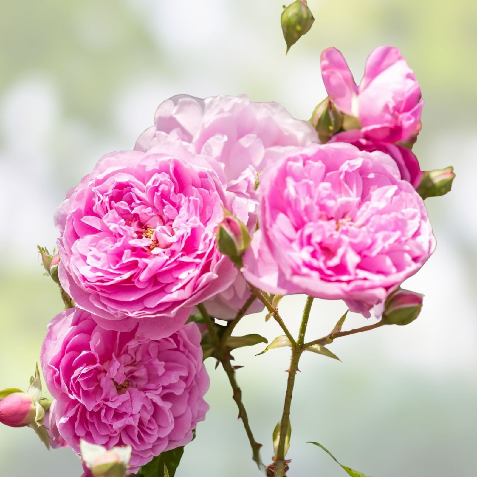 English Shrub Rose Cuttings - Rosa spp. Fragrant Garden Flower Live Plant Starter Bare Root