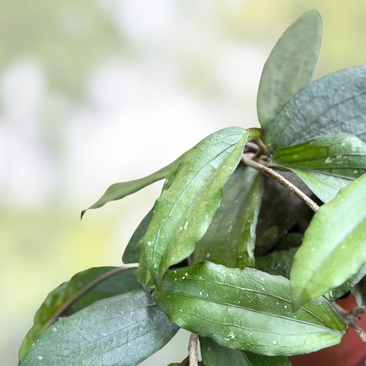 Hoya Plant Erythrina Round Leaves Live Indoor Houseplant – Easy Care, Unique Foliage, Hoya erythrina