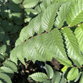 Organic Elm Tree Cuttings 6" Non-Rooted 4 Pack Ulmus spp. Live Plant, U.S.A. Bare Root Starter Plant
