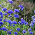 Bachelor Button Seeds 50 Count Tall White Centaurea cyanus Flower Seeds for Garden, Planting, and Cutting Gardens