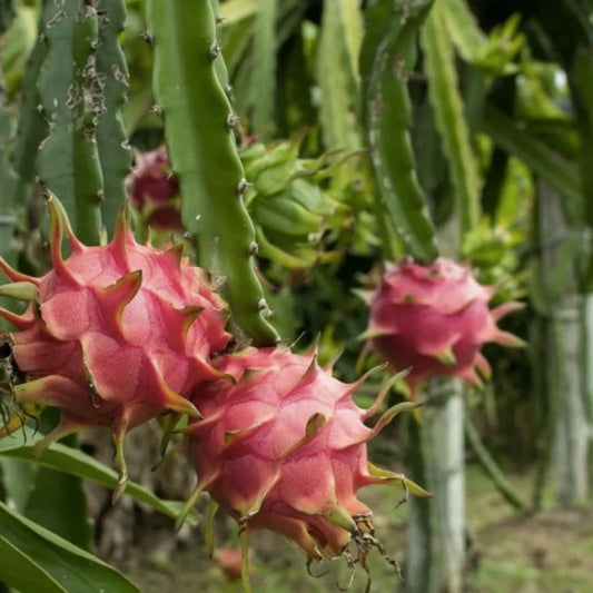 Organic Dragon Fruit Cuttings Hylocereus Undatus 8-12 Inches Live Plant Cactus Fruit Starter Plant