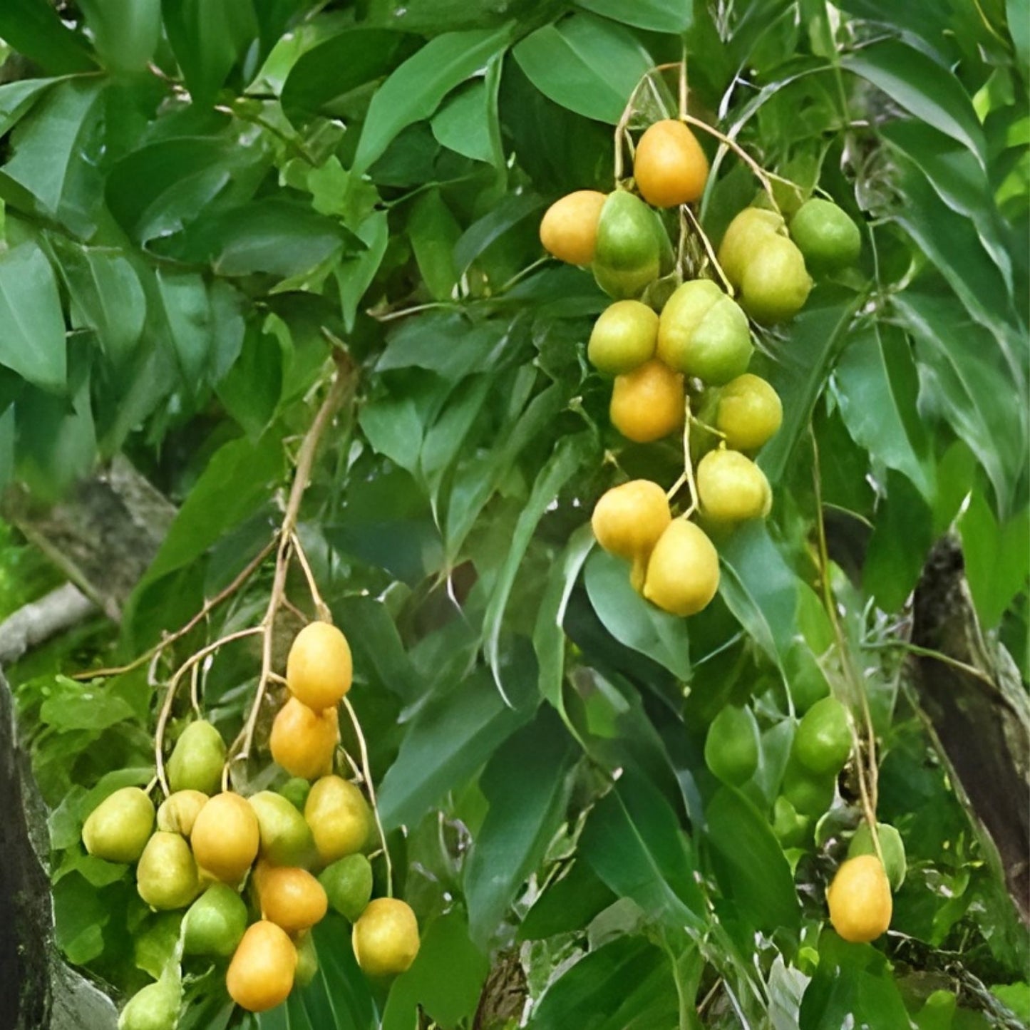 Hog Plum Cuttings Jamaican Red Coat Spondias mombin Tropical Fruit Tree Propagation Live Plant
