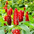 Spiral Ginger Plant, Costus barbatus, 6-10" Organic Rhizomes, Live Tropical Indoor Garden Plant, 2 rooted starter plants