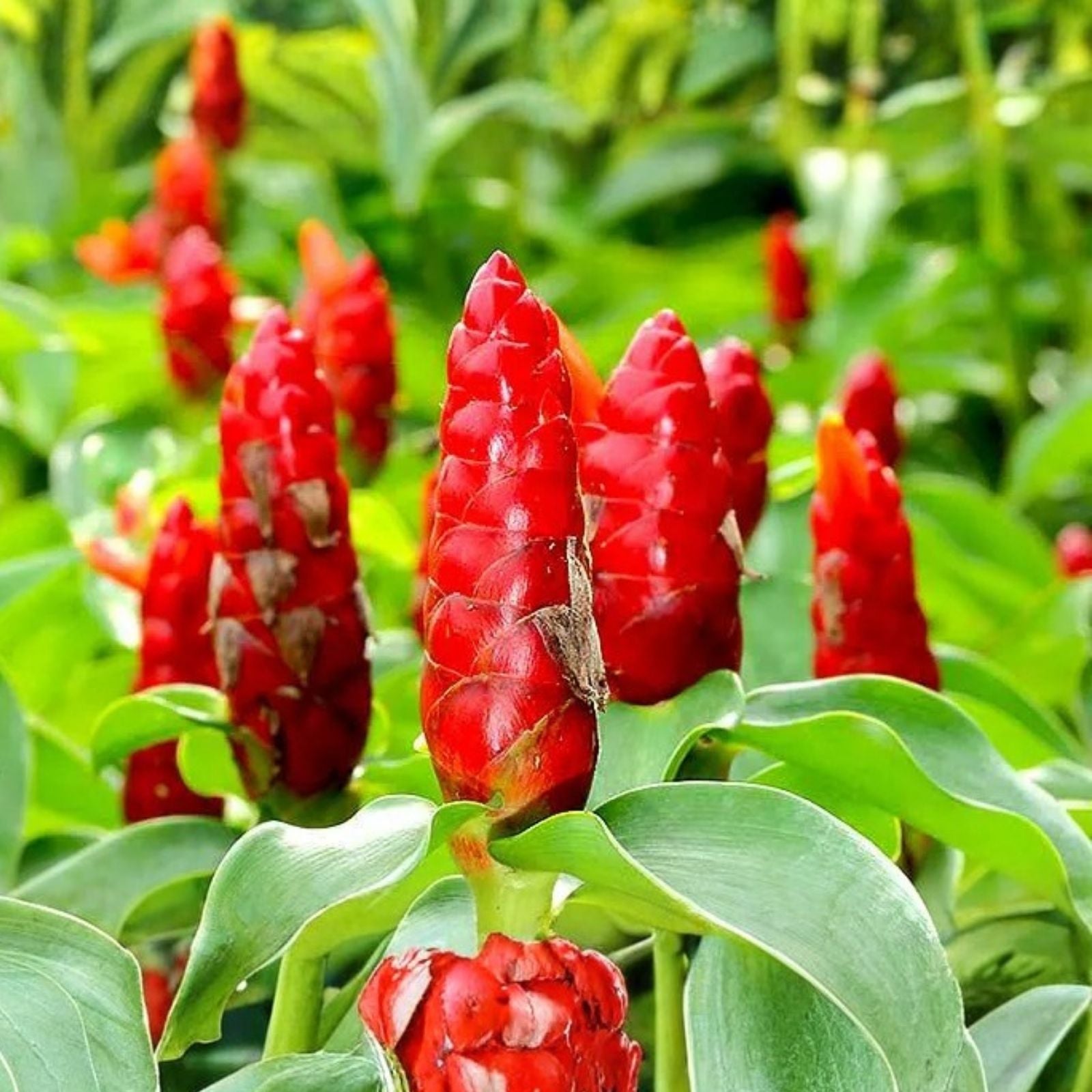 Spiral Ginger Plant, Costus barbatus, 6-10" Organic Rhizomes, Live Tropical Indoor Garden Plant, 2 rooted starter plants