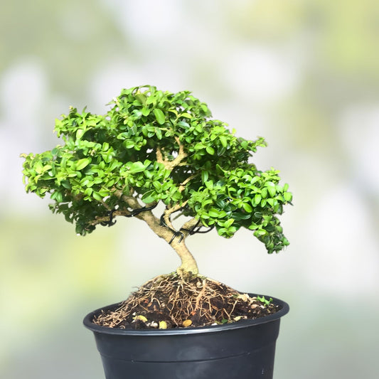 Kingsville Boxwood Bonsai Tree 8” Shohin Live Plant in Crackle Glaze Pot Indoor Outdoor Decor - Buxus microphylla