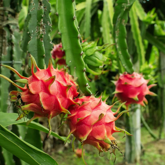 Organic Venus Dragon Fruit Cutting 6+ Inches, Hylocereus undatus, Edible Fruit Plant, Live Succulent, Starter Plant, Houseplant