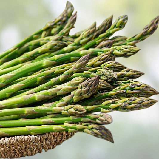 Jersey Giant Asparagus Bare Root Plants 2-Year Crowns Edible Vegetable Garden Starter Live Plant