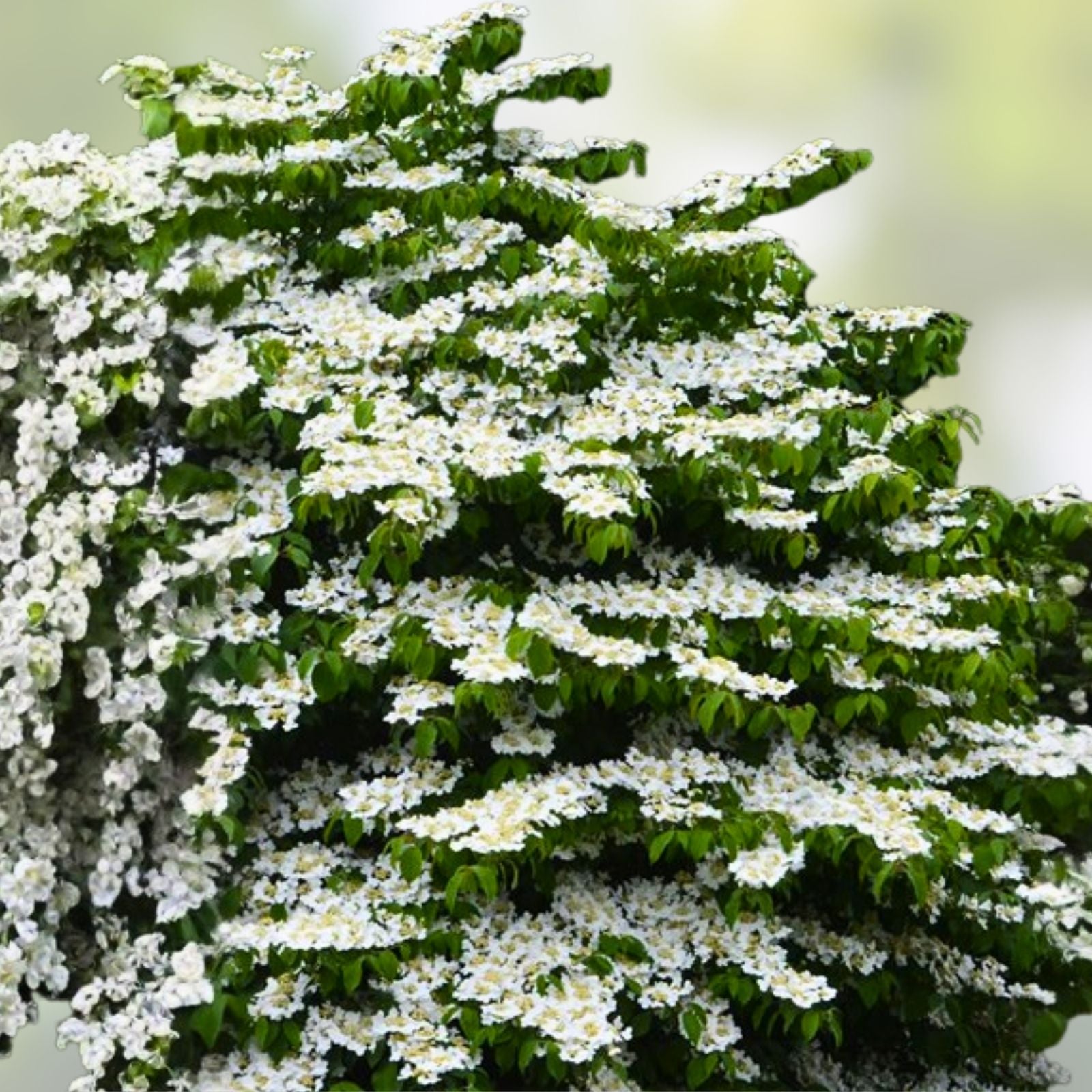 Shasta Doublefile Viburnum Live Plant Bare Root 6" White Flowers Viburnum plicatum Zones 5-8