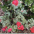 Variegated Pelargonium Zonal Geranium Live Plant 6" Starter Cutting Indoor Garden Houseplant Rare