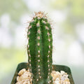Cereus Peruvianus Cuttings 2 Pack | Peruvian Apple Cactus Succulent | 6-8 Inch Live Plant, Desert, Fast-Growing Houseplant