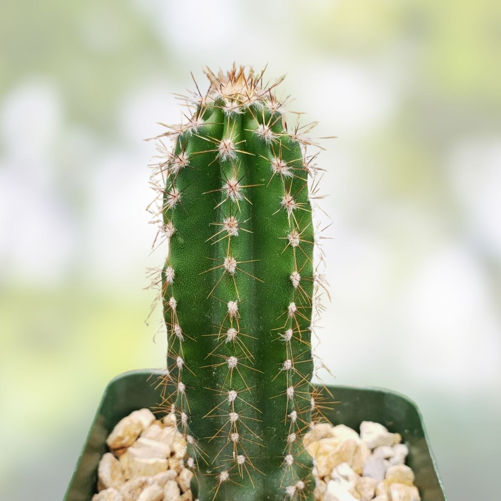 Cereus Peruvianus Cuttings 2 Pack | Peruvian Apple Cactus Succulent | 6-8 Inch Live Plant, Desert, Fast-Growing Houseplant