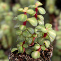 Portulacaria afra Succulent Cuttings Collection 9 Varieties Live Plants Indoor Outdoor Starter Plants