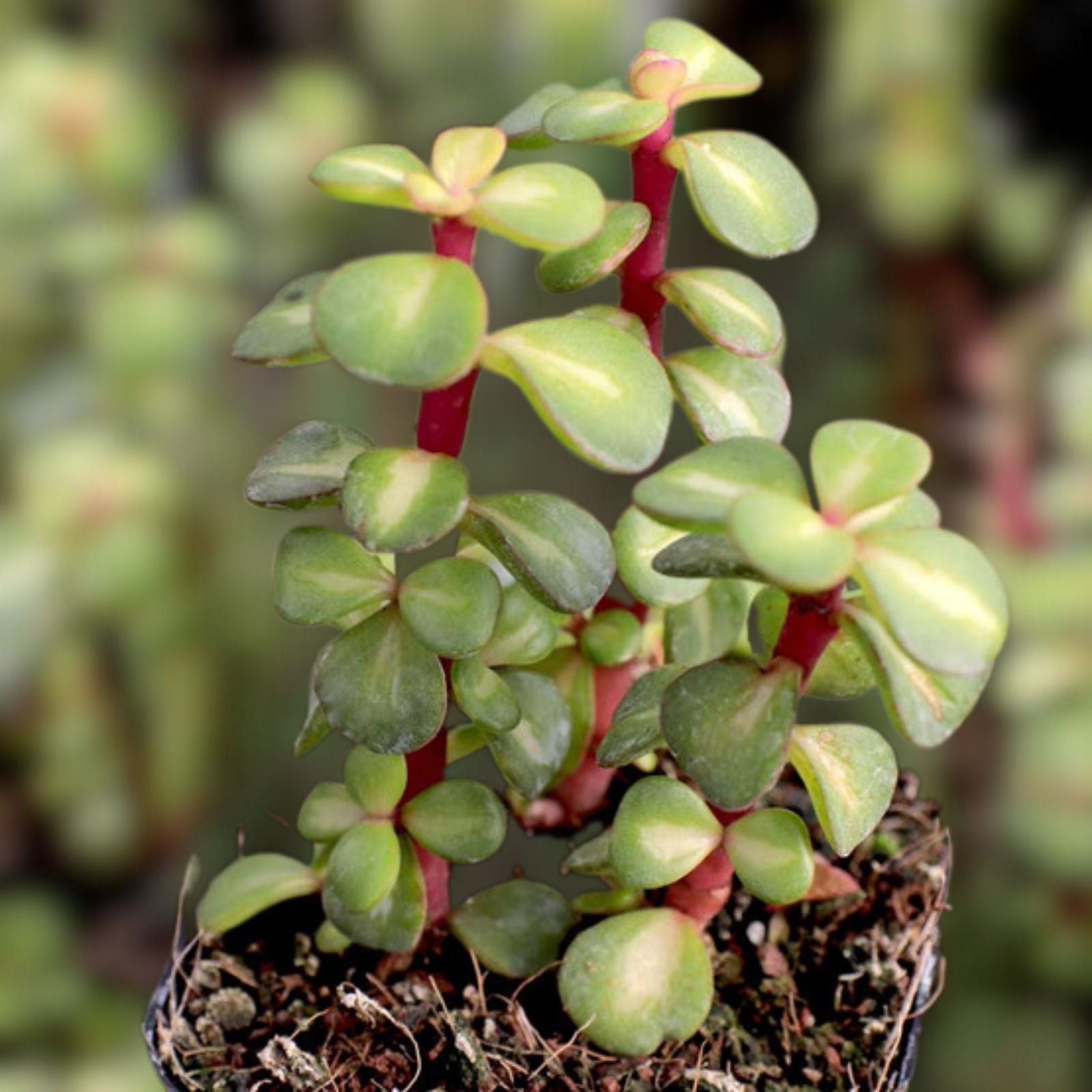 Portulacaria afra Succulent Cuttings Collection 9 Varieties Live Plants Indoor Outdoor Starter Plants
