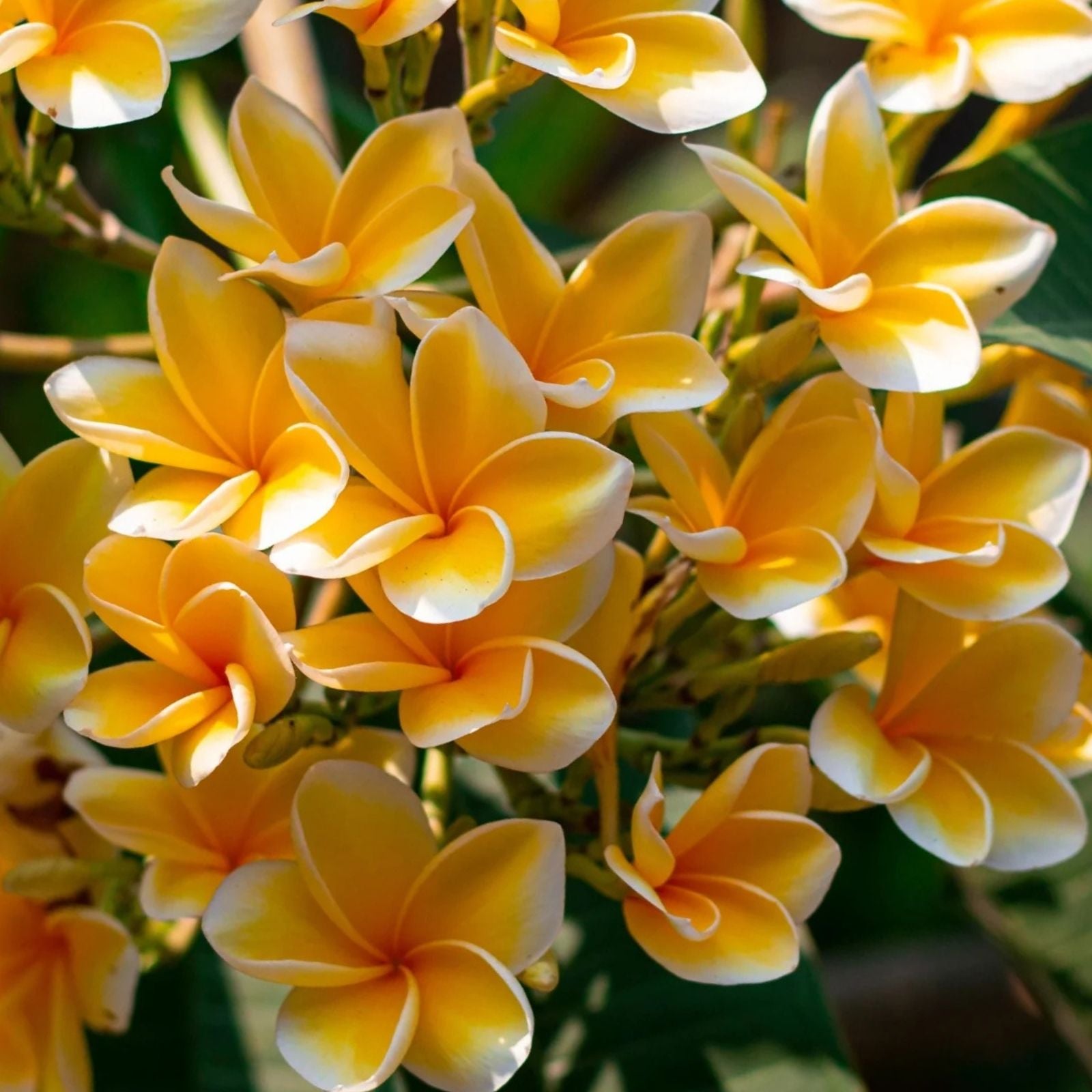 Plumeria Cutting Yellow Variety Live Plant Frangipani Garden Landscaping Tropical Houseplant