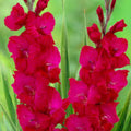 Gladiolus Bulbs 5-Pack Magenta Pink 'Plum Tart' Sword Lily Live Plant Hummingbird Deer Resistant Flower Bulbs