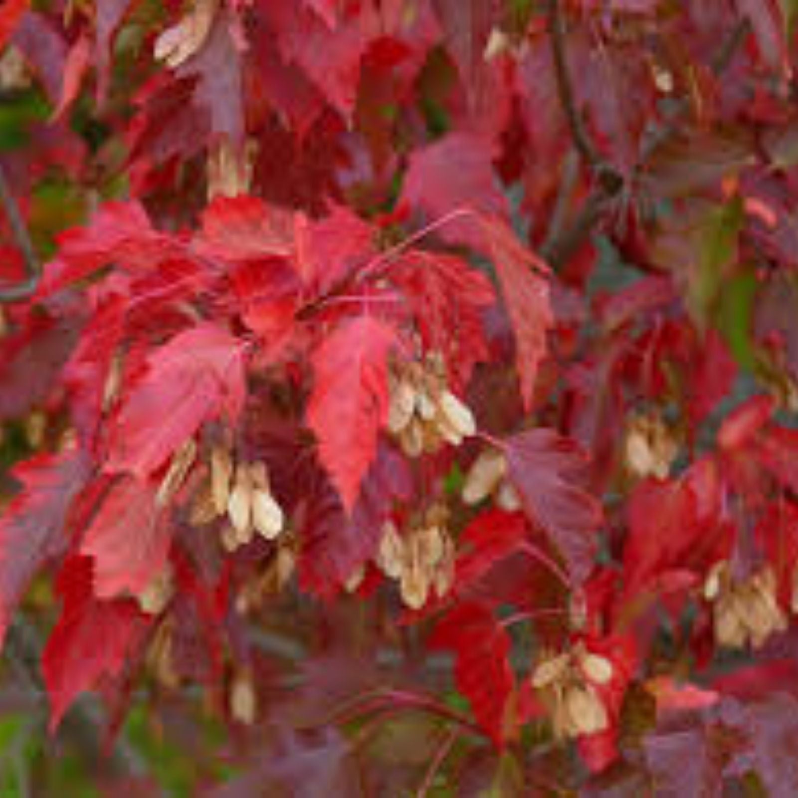 Chinese Sumac Tree Seeds 30 Pack - Rhus chinensis Nutgall Tree Seeds for Planting and Landscaping