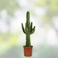 Euphorbia ingens Cutting 1 ft African Milk Barrel Succulent Houseplant Live Indoor Outdoor Foliage