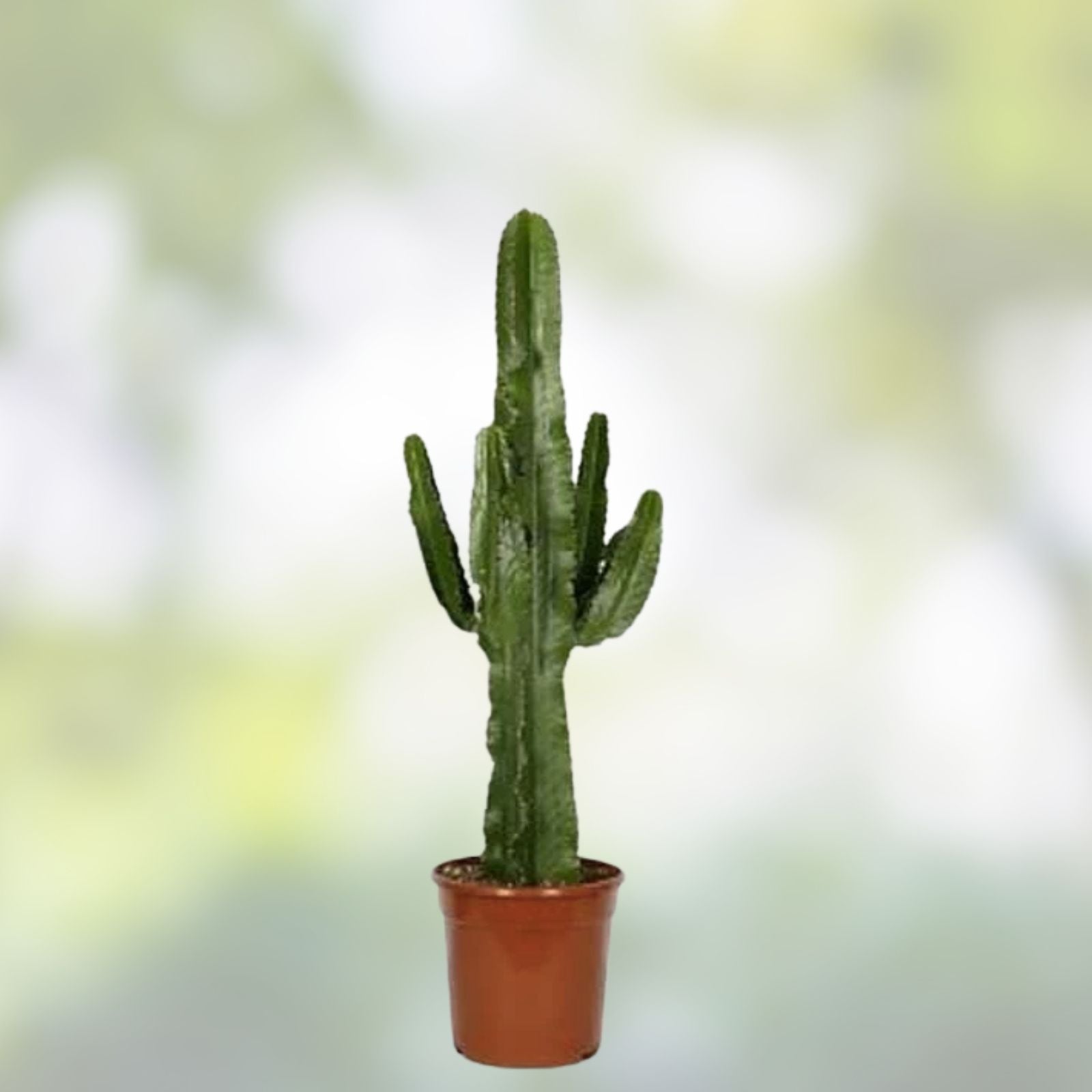 Euphorbia ingens Cutting 1 ft African Milk Barrel Succulent Houseplant Live Indoor Outdoor Foliage