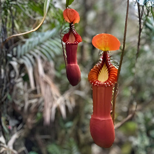 Nepenthes Truncata Red x Insignis Biak Carnivorous Plant Live Cutting Tropical Houseplant