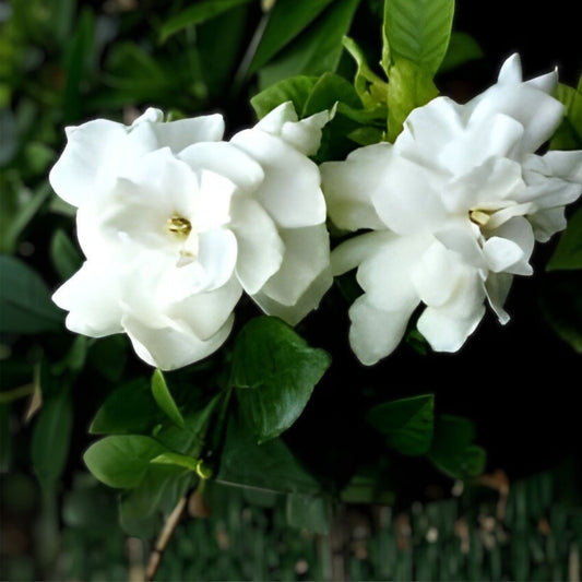 Heirloom Gardenia Bush 6" Live Rooted Plant White Flowering Cape Jasmine Shrub Gardenia jasminoides