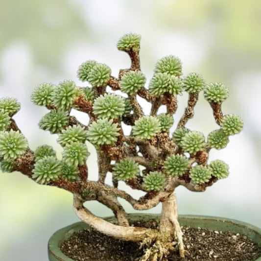 Joshua Tree Bonsai Seeds 10 Pack | Yucca brevifolia Drought Tolerant Indoor Outdoor Plant Starter