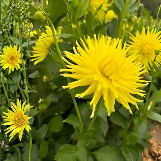Yellow Cactus Dahlia Tubers – 3 Large Planting Bulbs – Bright Yellow, Cactus Flowering, Dahlia variabilis, Garden Bulbs