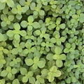 Meprobamato Boldo Fresh Cuttings Medicinal Herb Propagation 4 Plant Cuttings Houseplant Starter