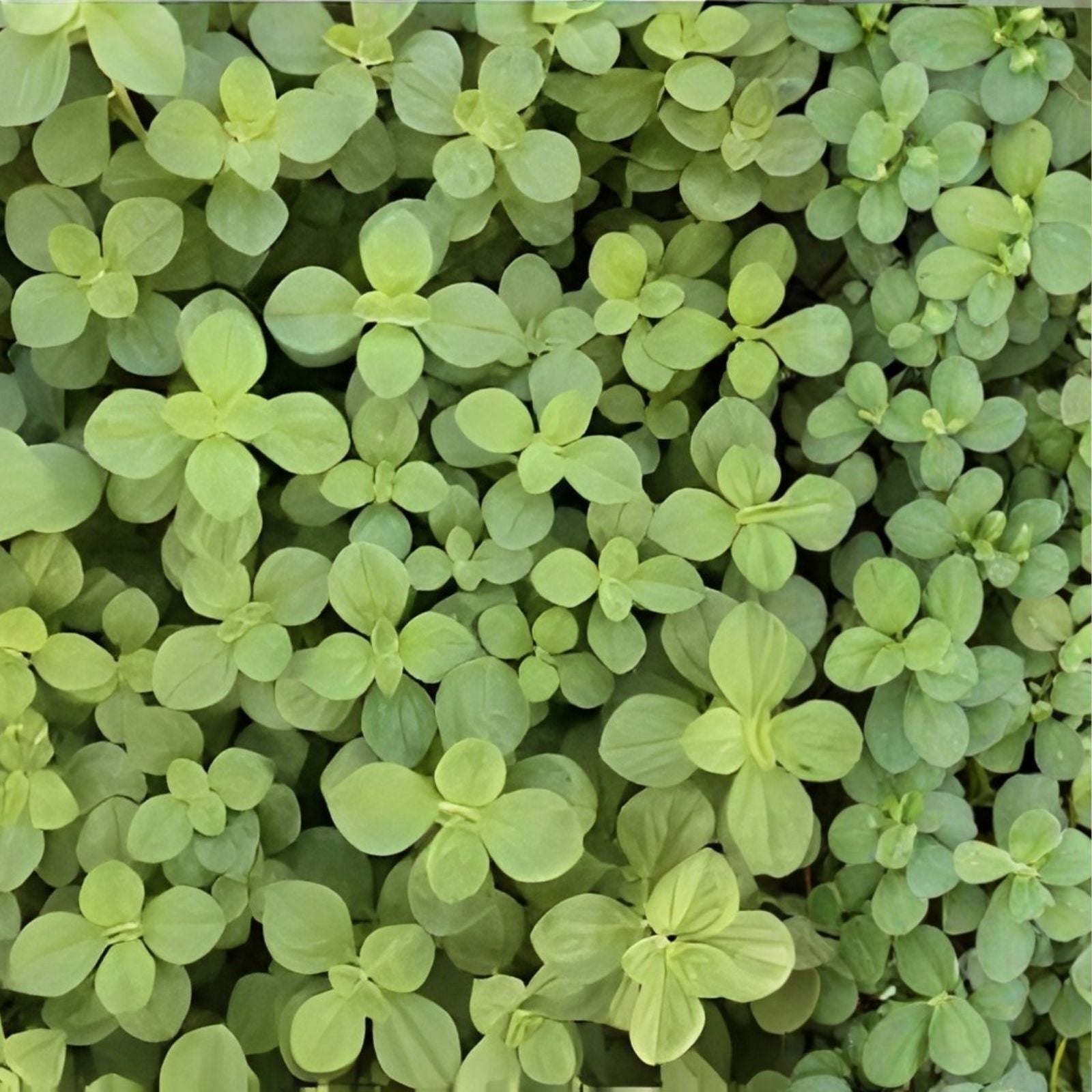 Meprobamato Boldo Fresh Cuttings Medicinal Herb Propagation 4 Plant Cuttings Houseplant Starter