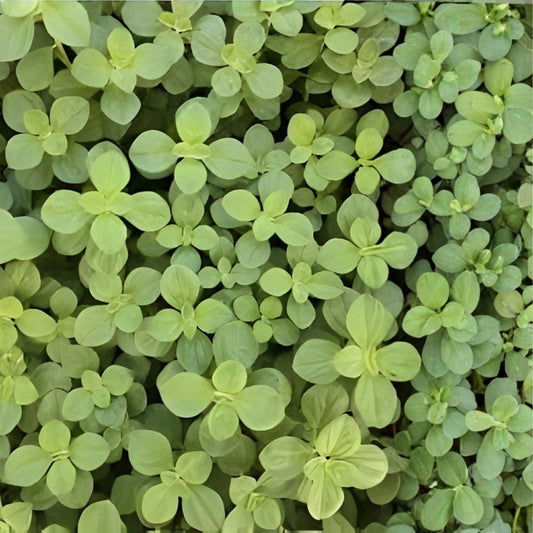 Meprobamato Boldo Fresh Cuttings Medicinal Herb Propagation 4 Plant Cuttings Houseplant Starter